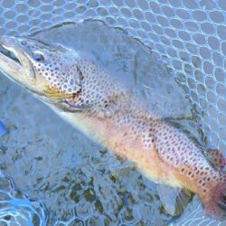 表層で大型ボッコボコ ～岡崎トラウトポンド～